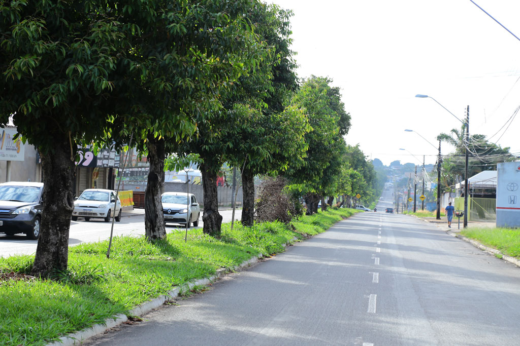 Impactos ambientais da retirada de árvores na Avenida Rio Verde são discutidos por especialistas