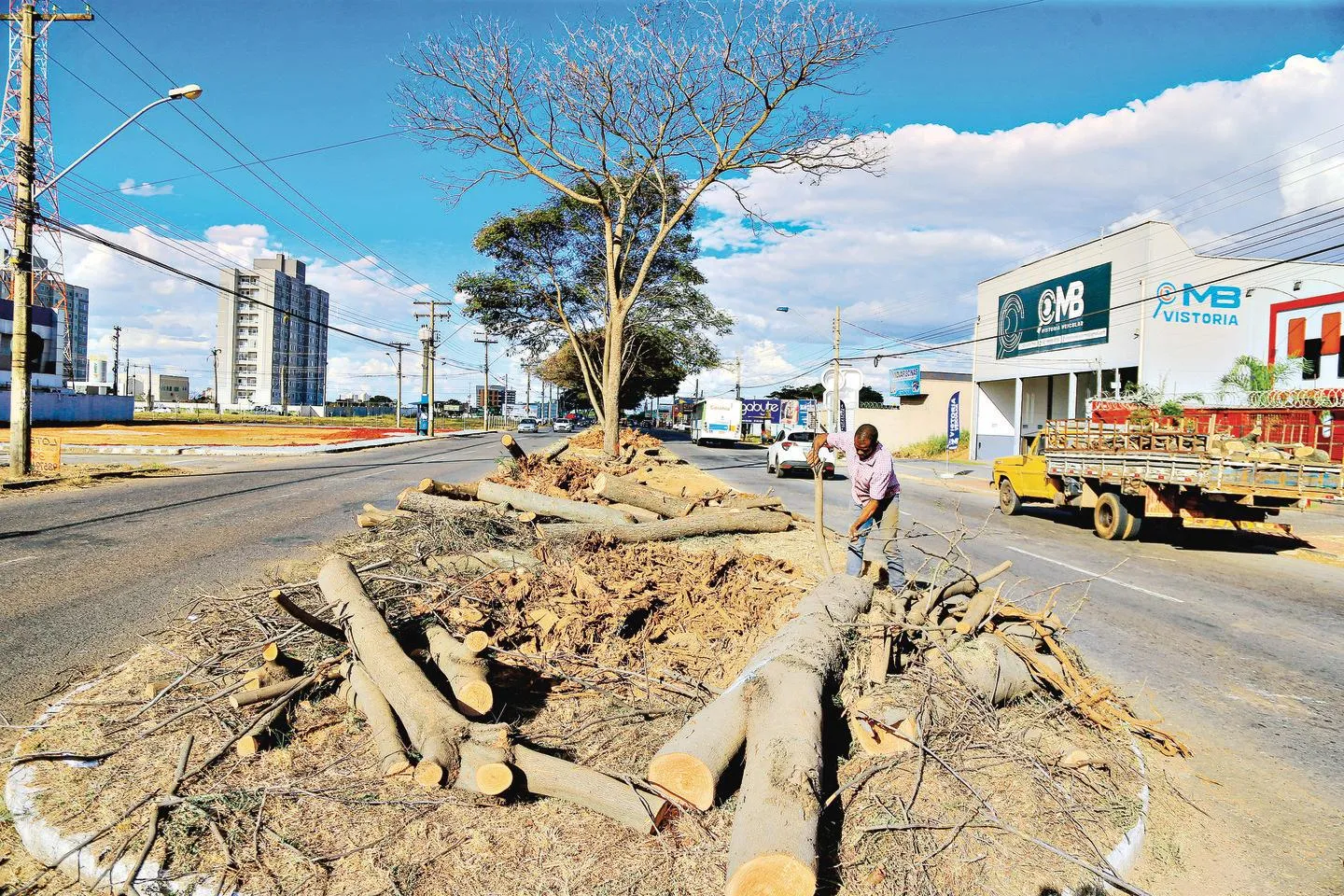 Conselho de Arquitetura critica retirada de árvores em obra de revitalização na Avenida Rio Verde