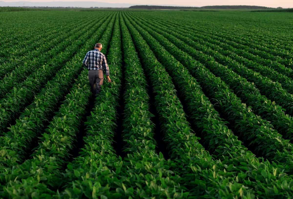 Chuvas trazem alívio ao mercado agrícola, mas incertezas permanecem