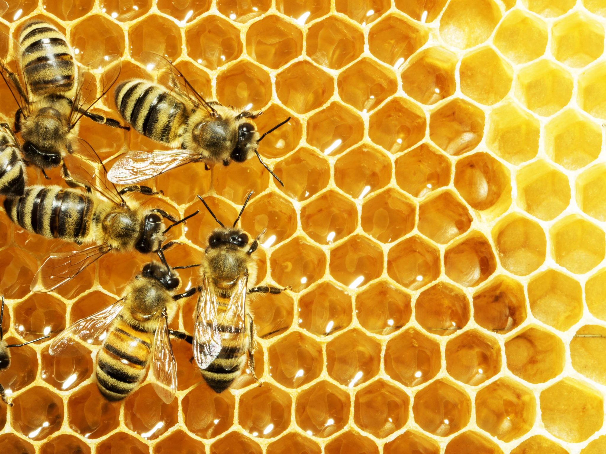 Curso sobre criação de abelhas sem ferrão capacitará apicultores em Goiás para atividade sustentável