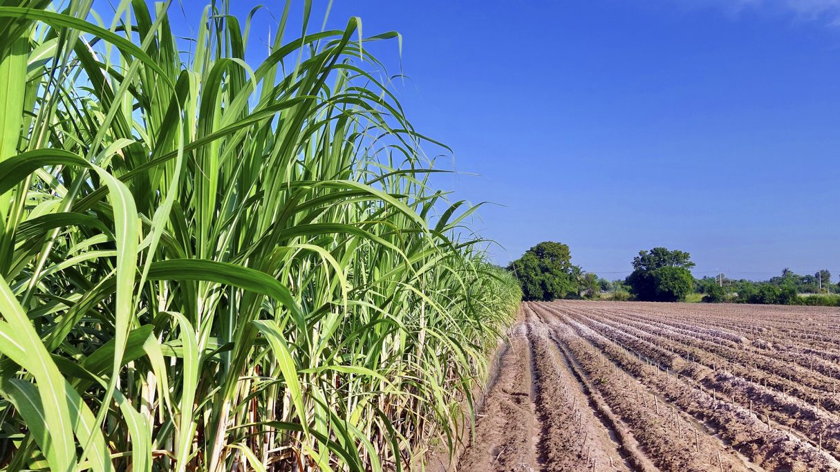 Projeto de Lei que incentiva produção do etanol em Goiás é aprovado