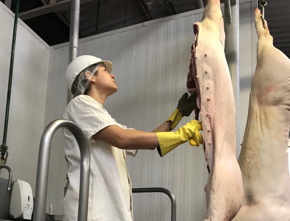 Governo de Goiás abre edital para 30 vagas temporárias de médicos veterinários na Agrodefesa