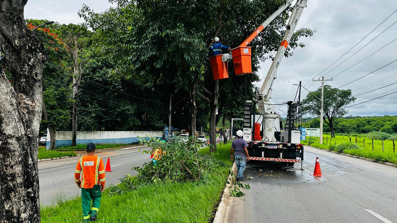 Prefeitura esclarece responsabilidades sobre poda de árvores em Goiânia