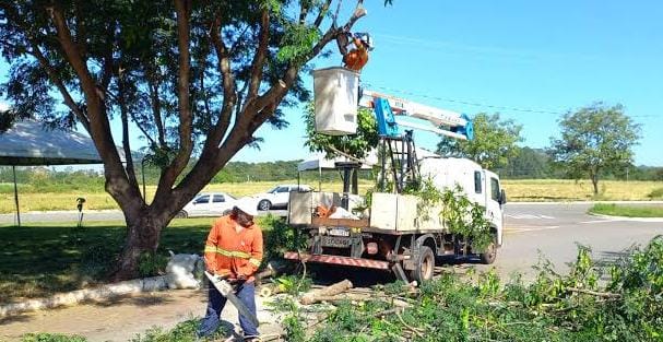 MPGO cobra transparência em cortes de árvores em Goiânia