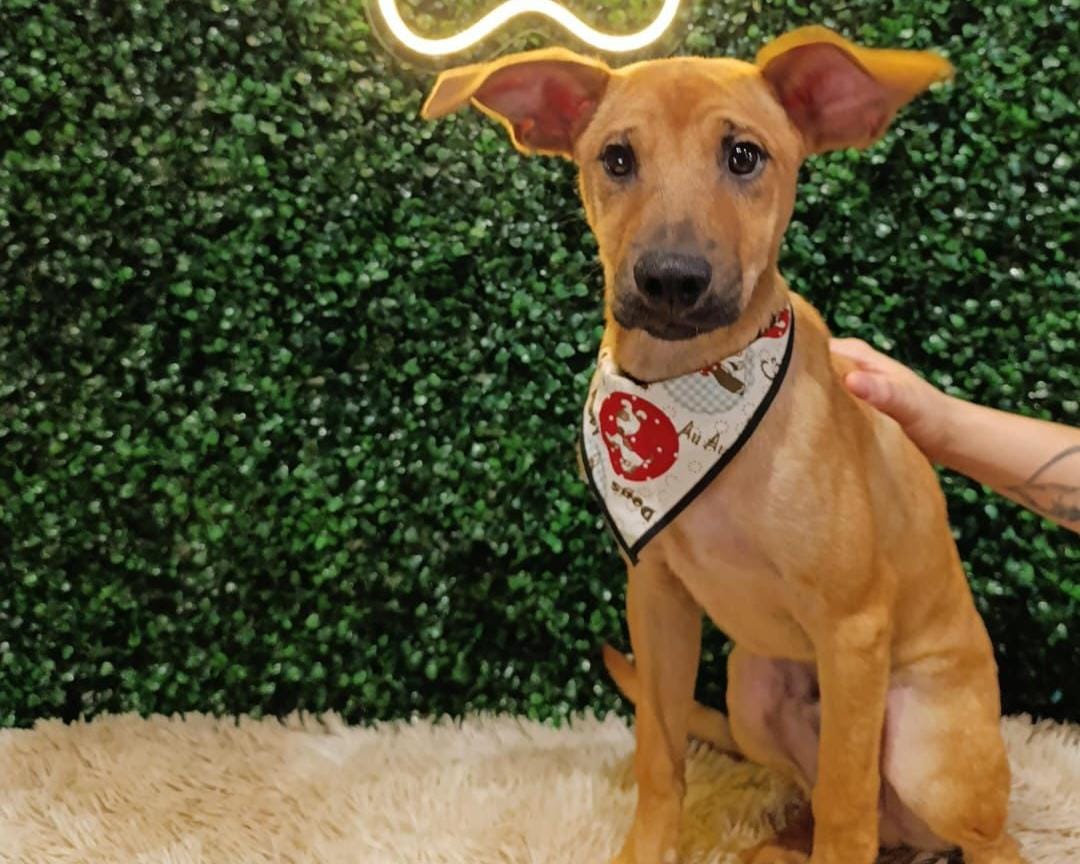 Prefeitura de Aparecida realiza evento de adoção de animais neste sábado