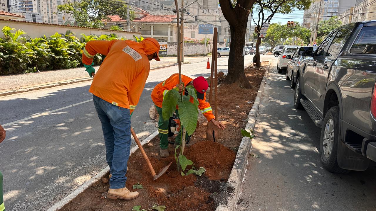 Avenida D, cartão-postal de Goiânia, recebe 89 árvores e mais de mil metros de gramado