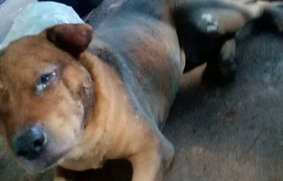 Prefeitura de Aparecida autua agressor por maus-tratos e multa chega a R$ 50 mil após morte do animal
