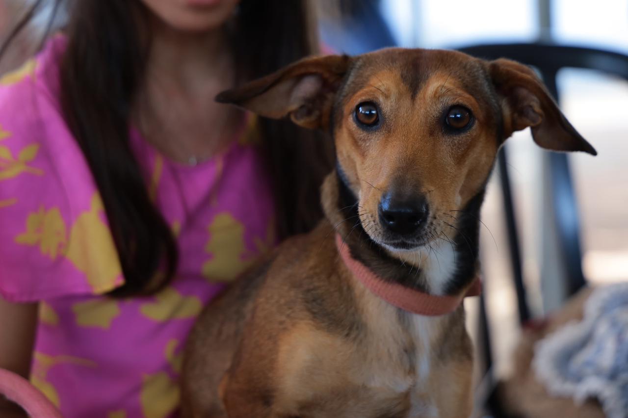 Prefeitura leva Castramóvel ao 13º Mutirão de Aparecida com atendimentos exclusivos para cães