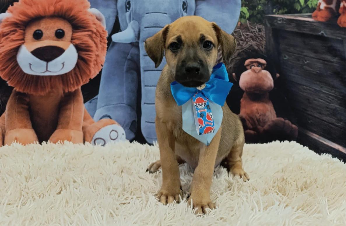 Prefeitura de Aparecida realiza feira de adoção responsável de animais neste sábado (25)