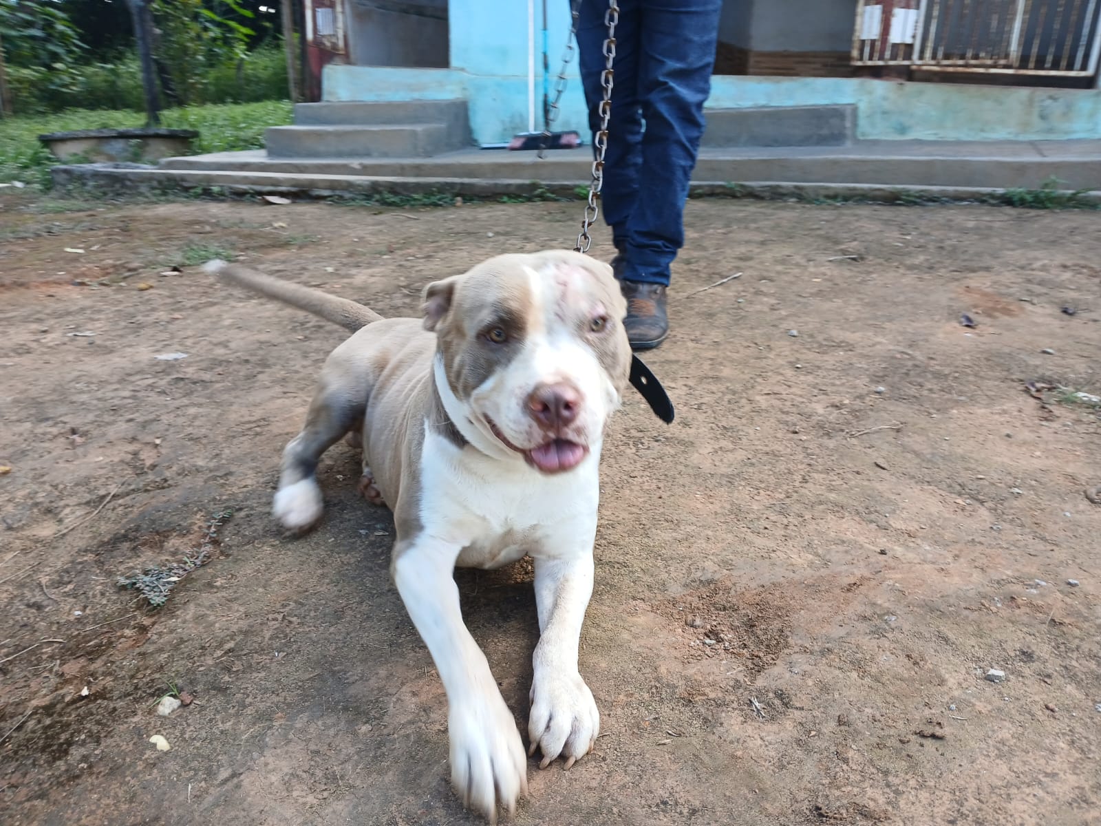 Zoonoses de Senador Canedo resgata pitbull solto na região do Nova Esperança