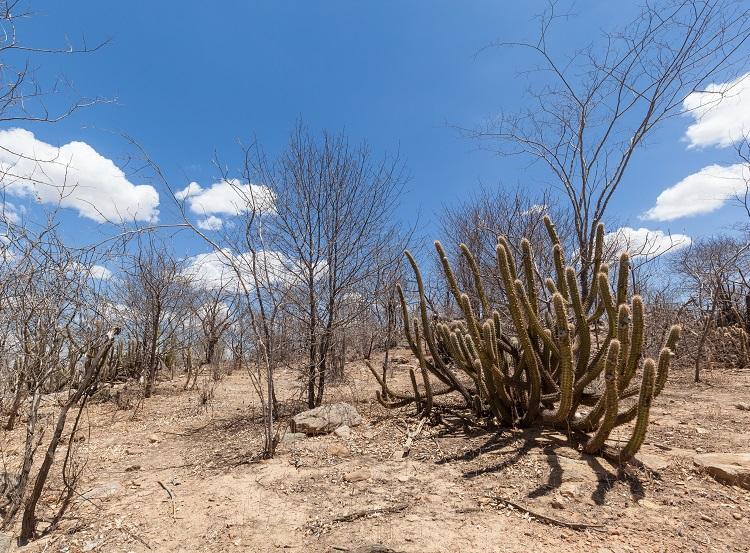 Seca no sertão ilustra risco de calor e chuvas irregulares durante o Super El Niño 2026