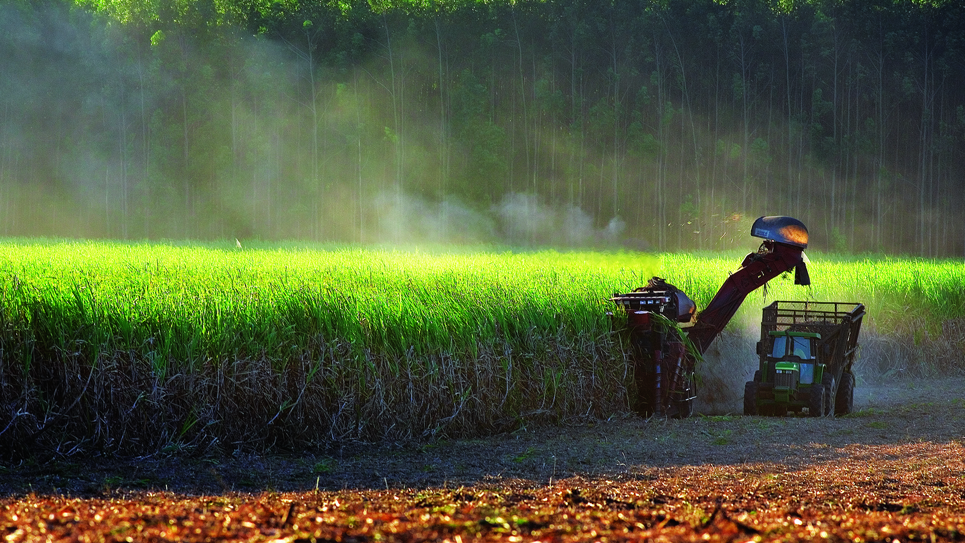 El Niño forte ameaça café, cacau e açúcar em 2027