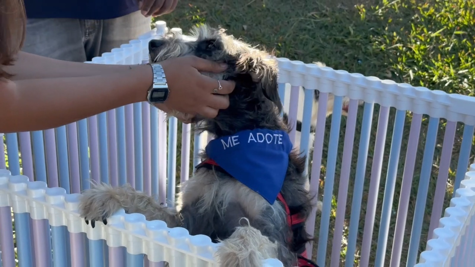Prefeitura de Aparecida amplia programa de adoção de pets e realiza primeira edição em parque municipal