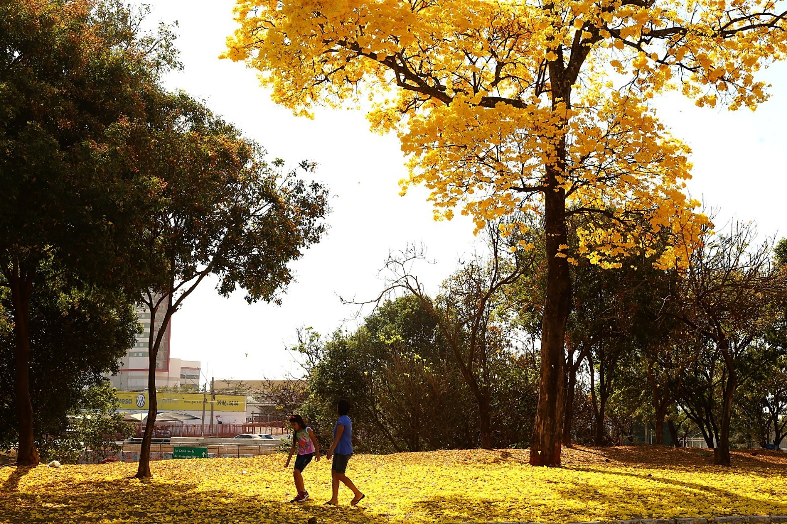 Com cerca de 50 mil exemplares, ipês transformam paisagem de Goiânia durante período de floração