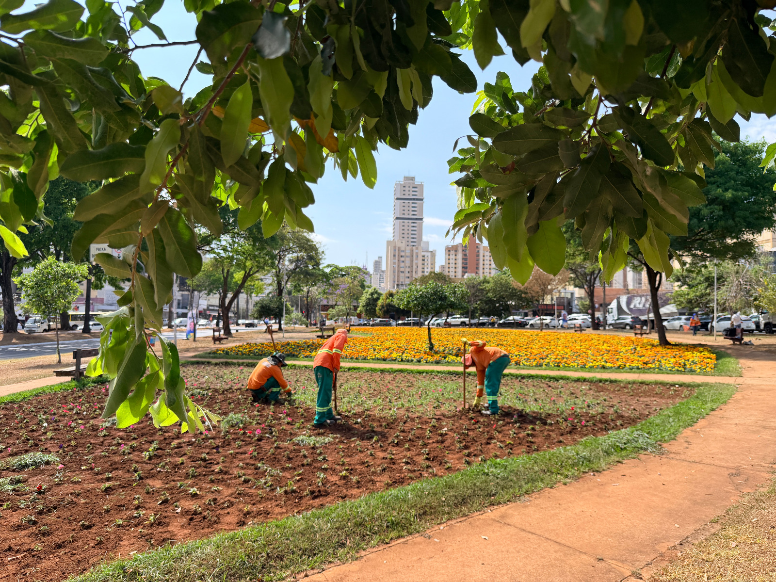 Comurg prepara compra de 2 milhões de mudas para ampliar Projeto Florescer em Goiânia