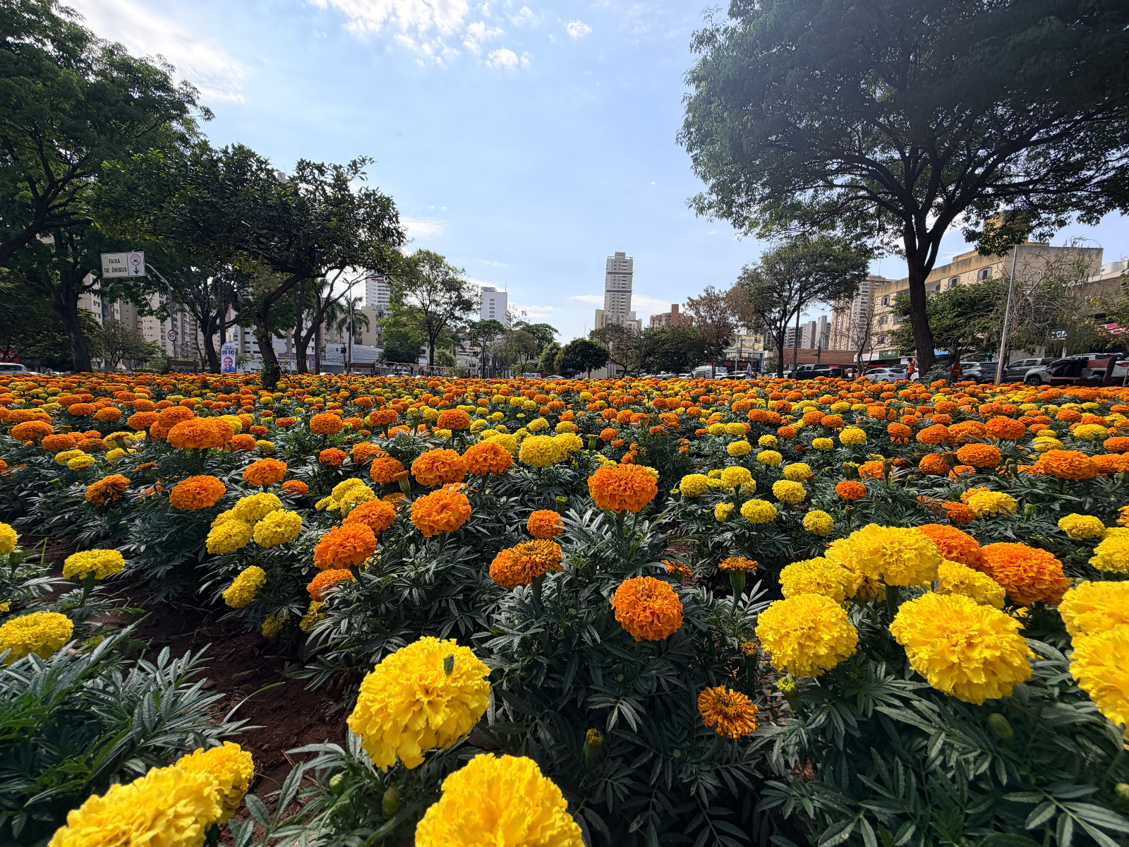 Comurg ornamenta Praça do Trabalhador e outros pontos de Goiânia com 123 mil mudas plantadas em 60 dias