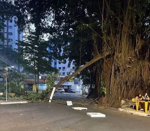 Laudo da Polícia Científica reforça respaldo da Prefeitura para manejo de árvores na Praça da Cirrose